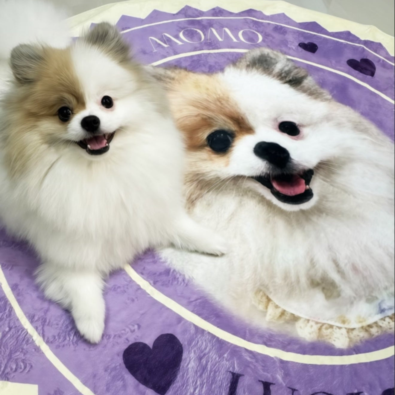 Custom Pet Portrait Rug - Handmade Personalized Dog/Cat Rug